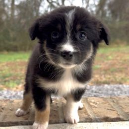 Nova - Girl 5 - Black tri female Miniature Australian Shepherd puppy in Murfreesboro, Tennessee from Norby's Mini Aussies