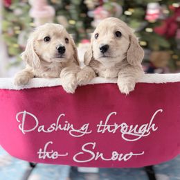 Rosie - Cream female Dachshund puppy in Richmond, Virginia from Irresistible Dachshunds & Cavaliers