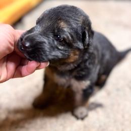 Male - Black and red male German Shepherd puppy in Lordstown, Ohio from Jewels German Shepherd