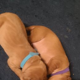Vizsla Puppies from Ann's Vizslas