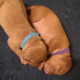 Vizsla Puppies from Ann's Vizslas