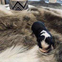 Australian Shepherd and Miniature Australian Shepherd Puppies from Kersey/Lopez Farms