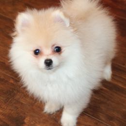Cassie - Cream female Pomeranian puppy in Danielsville, Georgia from PassionatePomPoms