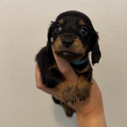 Blue Boy - Black and tan male Dachshund puppy in Horizon City, Texas from Willipaws