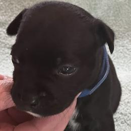 Adam - Brindle male Staffordshire Bull Terrier puppy in Lincoln, California from J Jax Staffords