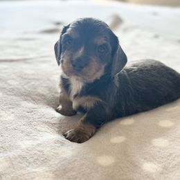 Dachshund Puppies from Silver Dach Farms