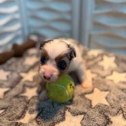 Blue girl - Blue merle female Miniature American Shepherd puppy in Osco, Illinois from Sonnenhügel Kennel, LLC
