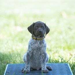 German Shorthaired Pointer and Vizsla Puppies from Nosam Kennels