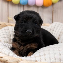 Green Collar - Male - Black and red male German Shepherd puppy in Charlotte, North Carolina from Zuflucht K9s