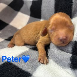 Peter - Apricot male Cavapoo puppy in Greensburg, Kentucky from Doodle Me Crazy