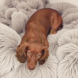 Cinni - Dachshund