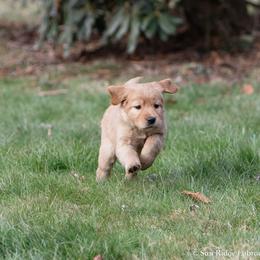 Labrador Retriever Puppies from Sun Ridge Labradors