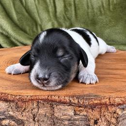Angus 2800 - Piebald male Dachshund puppy in Hendersonville, North Carolina from Snarky Doxy Miniature Dachshunds