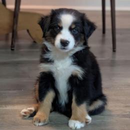 Opal - Black tri female Miniature Australian Shepherd puppy in Crockett, Texas from Pleasant Grove Aussies