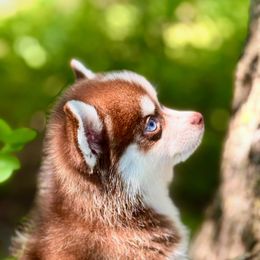 Tiny Toy Flame - Red and white male Pomsky puppy in Perkins, Oklahoma from A-Dream Pomsky Kennel