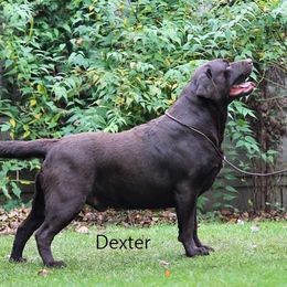 Dexter - Labrador Retriever