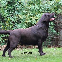 Dexter - Labrador Retriever