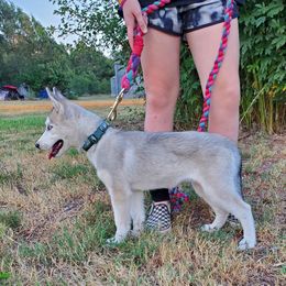 Siberian Husky Puppies from Haskins Huskies