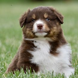 Forrest - Red tri-color Australian Shepherd puppy in Denton, Maryland from Oak Haven Aussies
