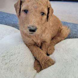 Goldendoodle Puppies from Lincoln Goldendoodles