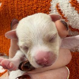 Raven - Silver and white female Chihuahua puppy in Seneca, Missouri from Stephanie’s Puppy Colony