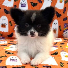 Black Parti  pom papillon mix - Black parti male Pomeranian puppy in Princeton, New Jersey from PureLove Poms.