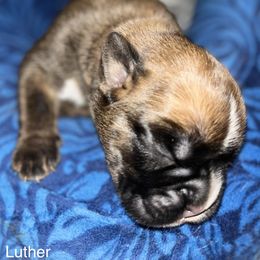 Boxer Puppies from Von Royal Dell’Infinite