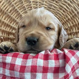 Miss Mo - Dark golden female Golden Retriever puppy in Kuna, Idaho from Golden Kisses Golden Retrievers