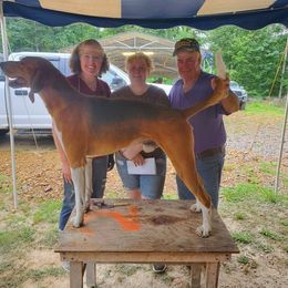 American Foxhounds from Tri County Kennel