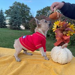 Spud - Blue fawn male French Bulldog puppy in Hopkins, Missouri from Mowry Creek Mini Aussiedoodles and More