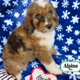 Alpine - In Training - Sable male Bernedoodle puppy in Milan, Indiana from Doodles & Spice