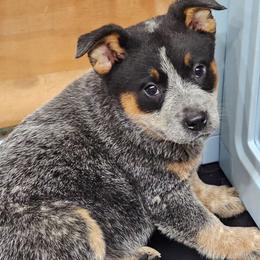 Girl 5 - Blue mottled female Australian Cattle Dog puppy in Dalton, Pennsylvania from Whiteduck Mountain Kennel AKC Australian Cattle Dogs and Windy Hill Acres Kennel LLC AKC Fox Red Labrador Retrievers