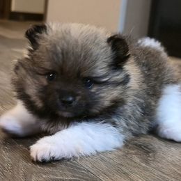 Charlie - Red sable male Pomeranian puppy in Pickton, Texas from Mandy's Precious Poms