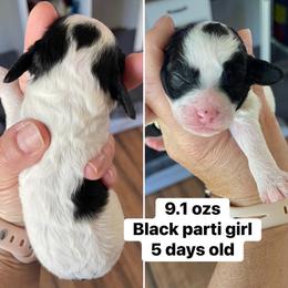 Girl 3 - Black and white female Cavapoo puppy in Mc Connellsburg, Pennsylvania from Mumma’s Standard Poodles