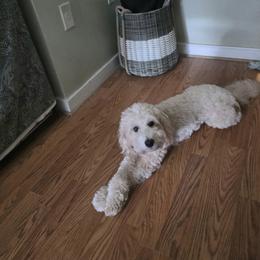 Kairo - Goldendoodle