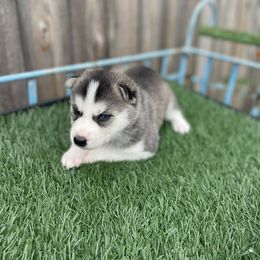 Siberian Husky Puppies from Husky Love and Pups