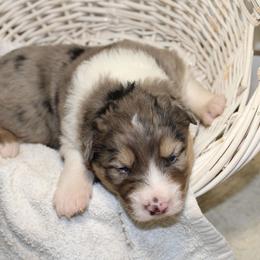 Trent - Blue merle male Australian Shepherd puppy in Honey Brook, Pennsylvania from New Adventures Puppies