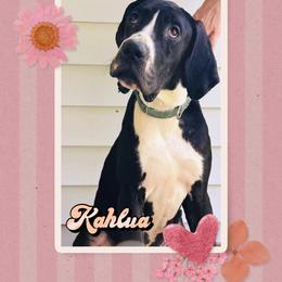 Kahlua - Black female Great Dane puppy in Gonzales, Louisiana from Anstatt House Of Danes