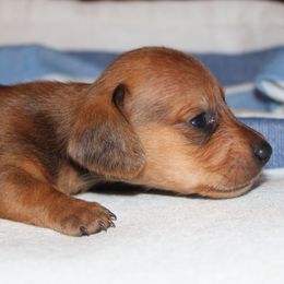 Red Girl - Red female Dachshund puppy in Arcadia, Florida from JB Dachshunds