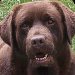 Emma - Labrador Retriever