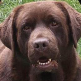 Emma - Labrador Retriever