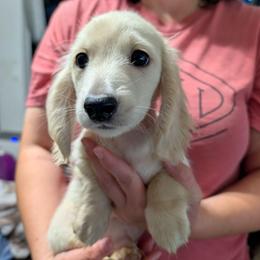 4 Rama - Cream male Dachshund puppy in Central Point, Oregon from MRS Long Dog Ranch