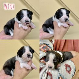 Winx - Black and white female Border Collie puppy in Oakley, California from Von Guadachi German Shepherds & Audacity Border Collies