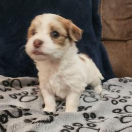 Golden girl - Gold female Havanese puppy in Jennings, Florida from Mountain Dream Acres