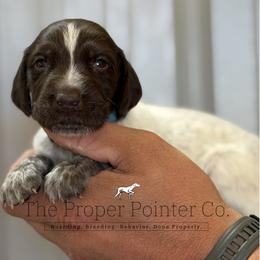 Blue Gill teal collar - Liver roan female German Shorthaired Pointer puppy in Six Mile, South Carolina from The Proper Pointer Co.
