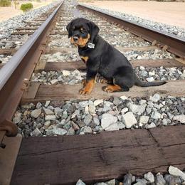 Rottweiler Puppies from Gottlïchen Rottweilers