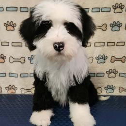 Perfect Panda Bear - Black and white male Tibetan Terrier puppy in Lane County, Oregon from Zara Tibetan Terriers
