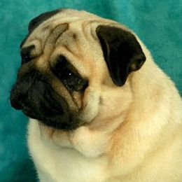 Norfolk Terriers and Pugs from Locklan Kennel