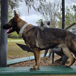German Shepherd and Golden Retriever Puppies from Lace's High Flying German Shepherds And Golden Retrievers