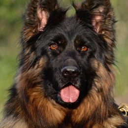 Nina - German Shepherd